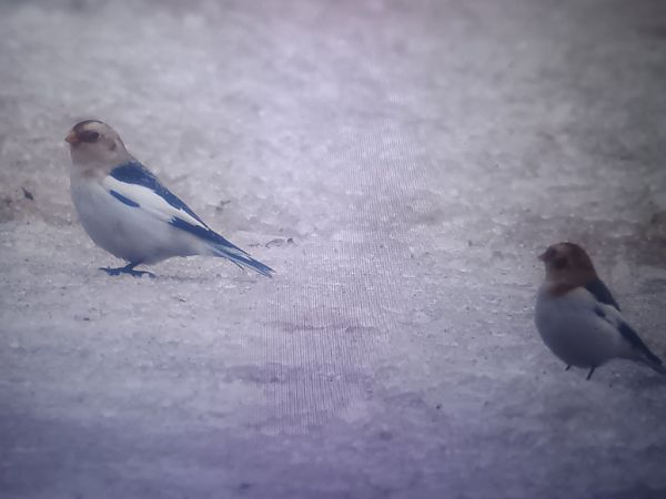 Bruant des neiges  - Piotr Janowicz