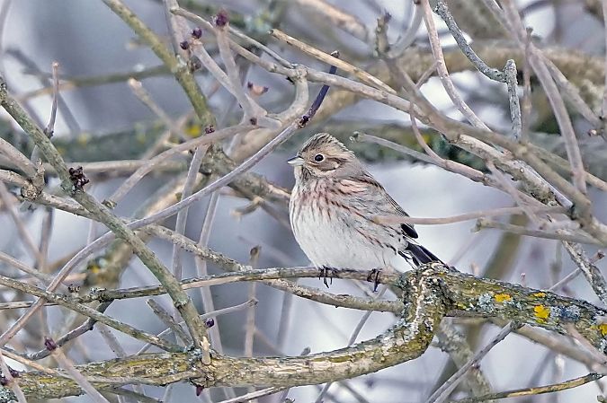 trznadel białogłowy 