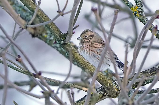 trznadel białogłowy 