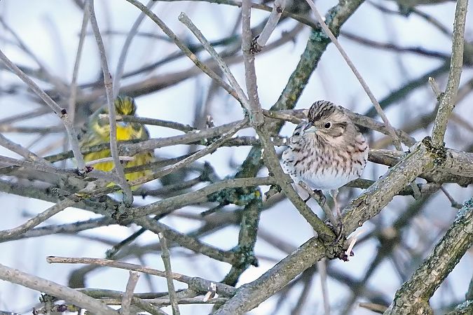 trznadel białogłowy 