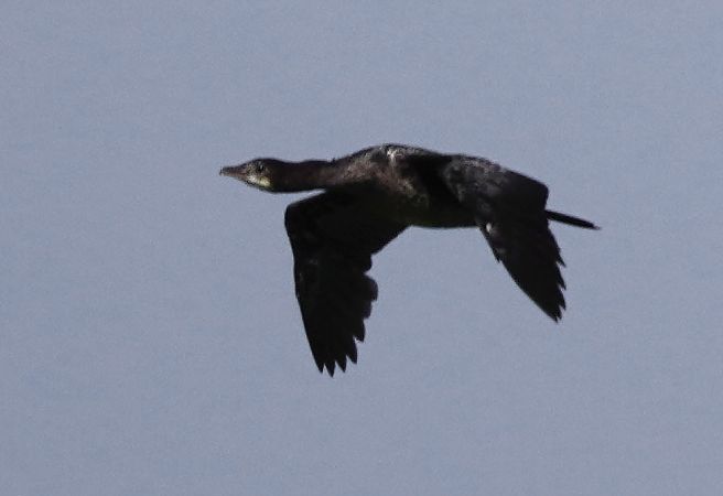 kormoran mały 