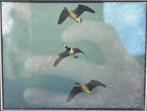 bernikla białolica  - Grzegorz Zioło