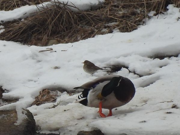 siwerniak  - Grzegorz Zioło