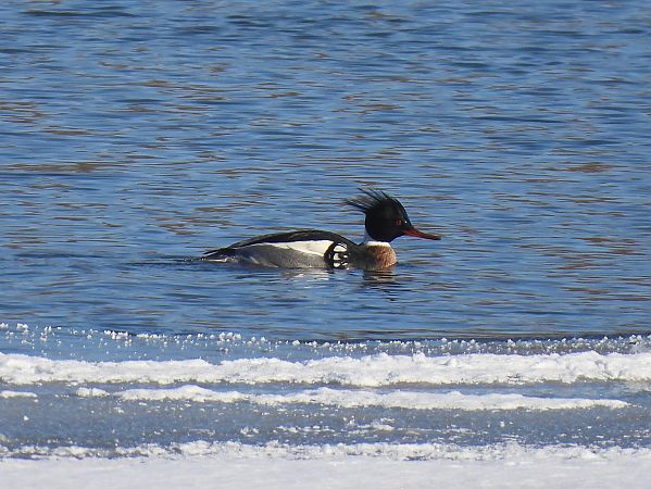 Mittelsäger  - Grzegorz Zioło