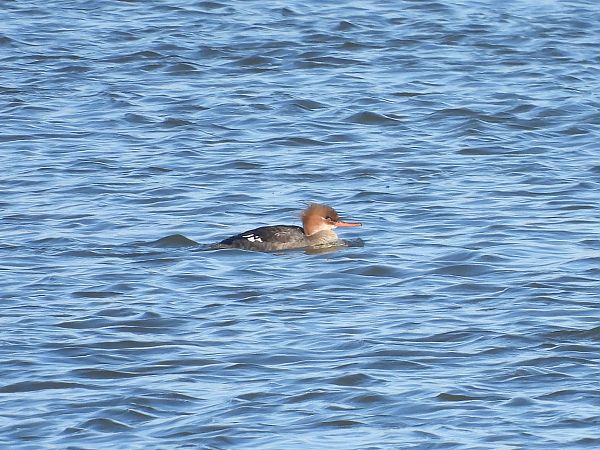 Harle huppé  - Grzegorz Zioło