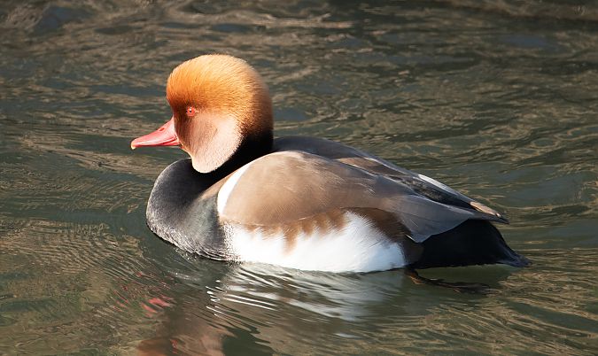 hełmiatka  - Tomasz Podoliński