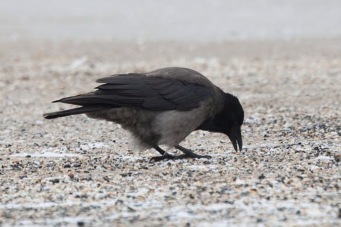 Hybrid Raben- x Nebelkrähe  - Adam Raciborski
