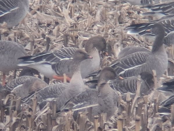 gęś krótkodzioba  - Wojciech Siuda