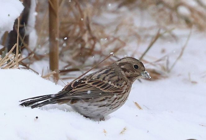 trznadel białogłowy 
