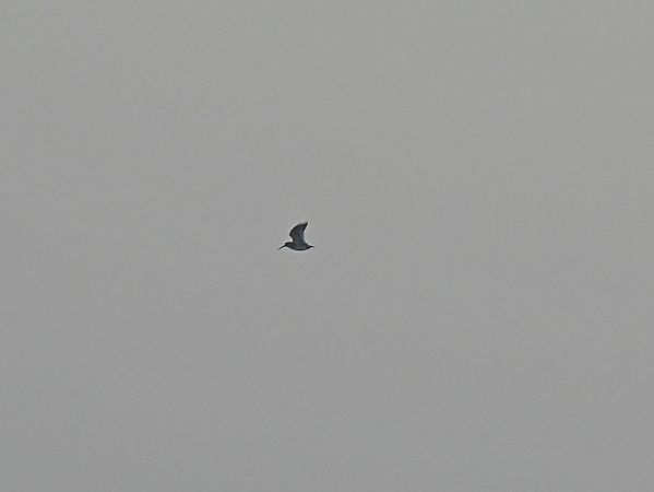 bekasik  - Marek Krawczyk