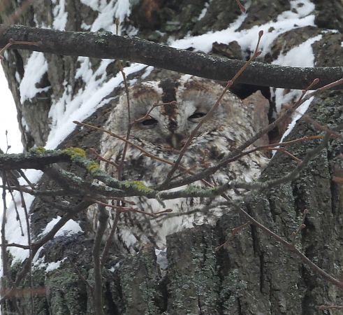 puszczyk  - Wojciech Łapiński
