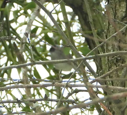 kapturka  - Wojciech Łapiński