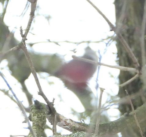 Mönchsgrasmücke  - Wojciech Łapiński