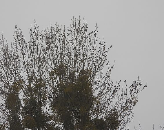 Seidenschwanz  - Wojciech Łapiński