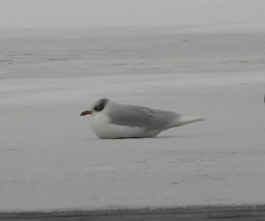 mewa czarnogłowa  - Wojciech Łapiński