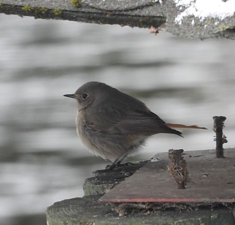 kopciuszek  - Wojciech Łapiński