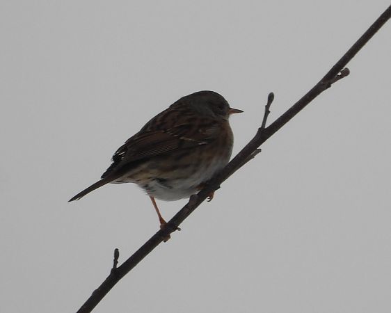 pokrzywnica  - Wojciech Łapiński