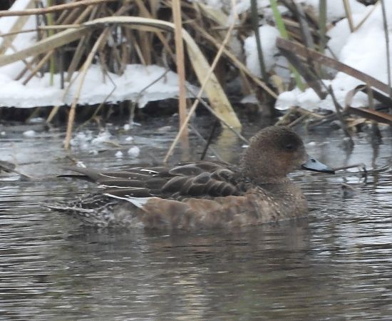 świstun  - Wojciech Łapiński