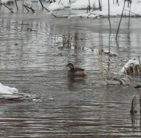 perkozek  - Wojciech Łapiński