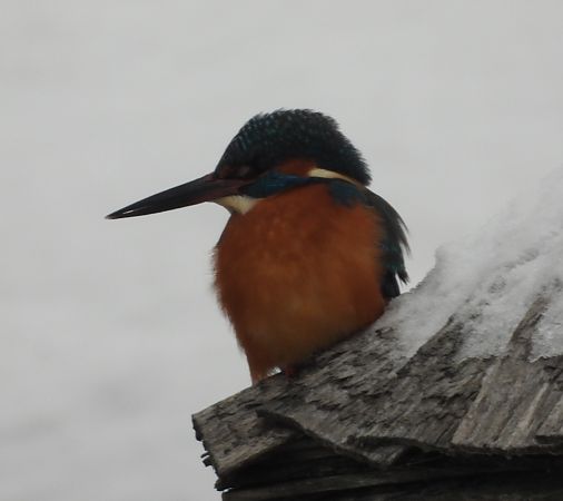 zimorodek  - Wojciech Łapiński