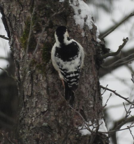 Weissrückenspecht  - Wojciech Łapiński