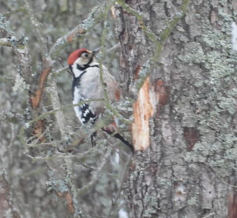 dzięcioł białogrzbiety  - Wojciech Łapiński