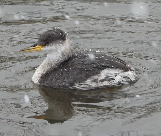 Rothalstaucher  - Wojciech Łapiński