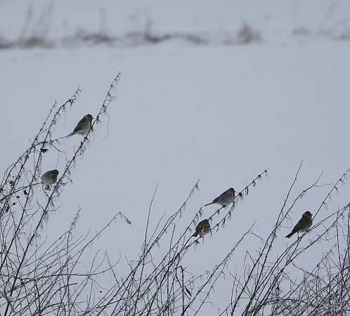 potrzos  - Wojciech Łapiński