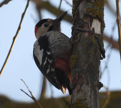 Blutspecht  - Wojciech Łapiński