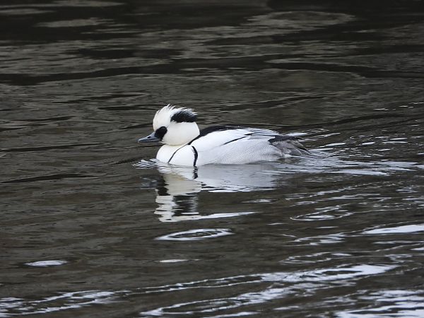 bielaczek  - Wojciech Łapiński