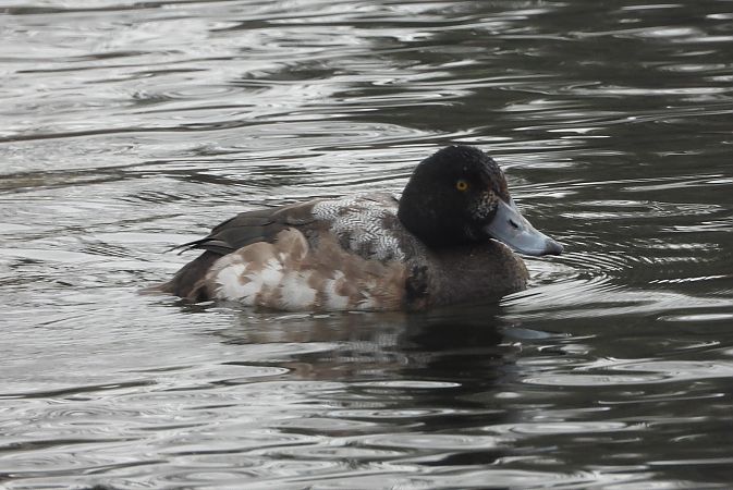 ogorzałka  - Wojciech Łapiński
