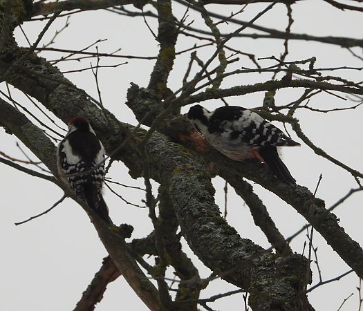 Weissrückenspecht  - Wojciech Łapiński