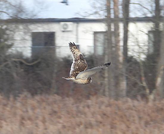 Hibou des marais  - Wojciech Łapiński