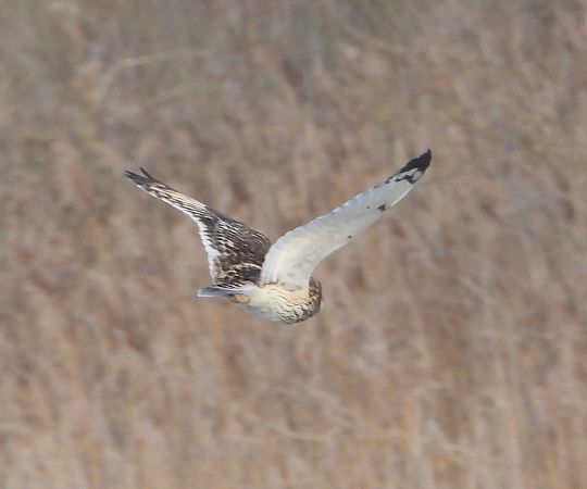 Sumpfohreule  - Wojciech Łapiński