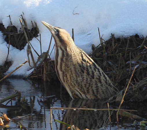 bąk  - Wojciech Łapiński