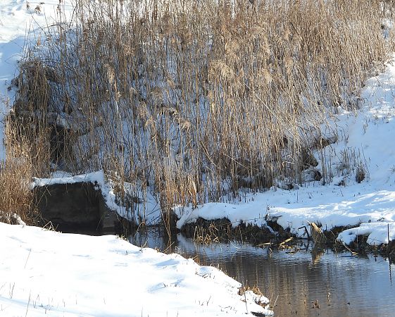 Rohrdommel  - Wojciech Łapiński