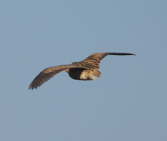 Rohrdommel  - Wojciech Łapiński