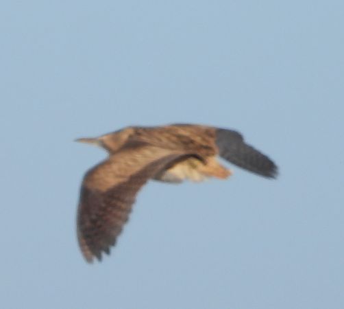 Rohrdommel  - Wojciech Łapiński