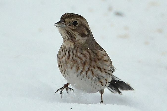 trznadel białogłowy  - Agnieszka Biernacka