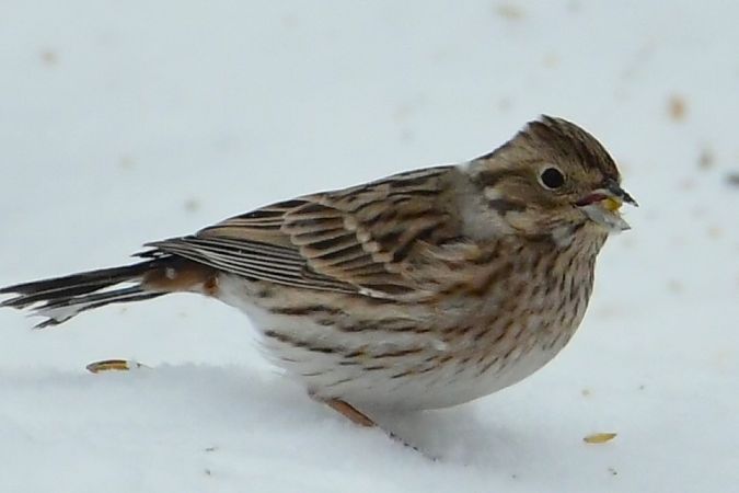 trznadel białogłowy  - Agnieszka Biernacka