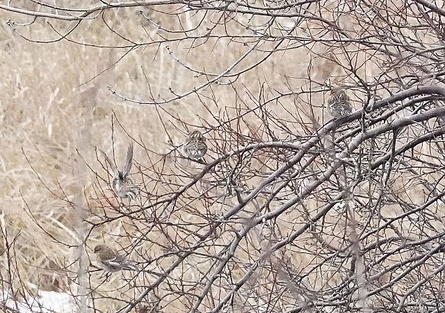 rzepołuch  - Andrzej Chwierut