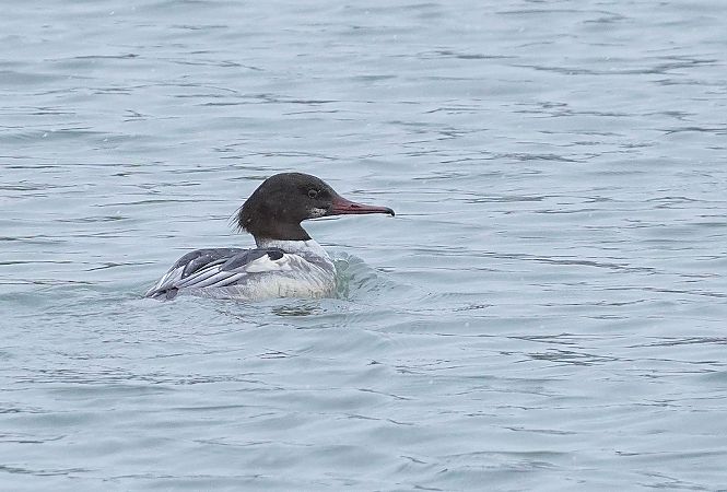 nurogęś  - Andrzej Chwierut
