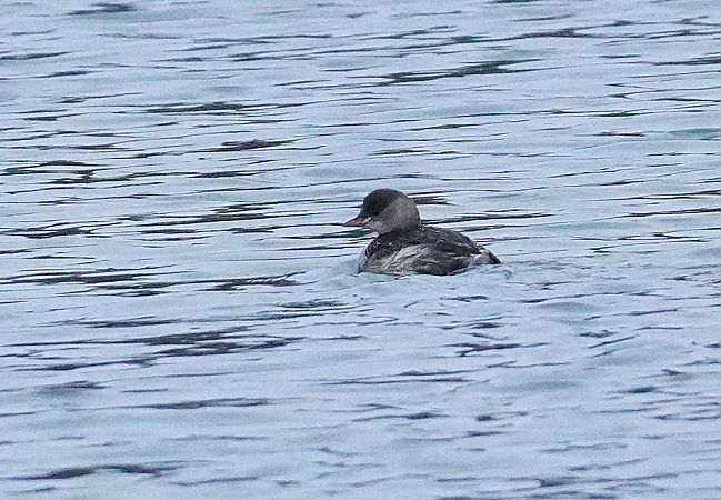 perkozek  - Andrzej Chwierut