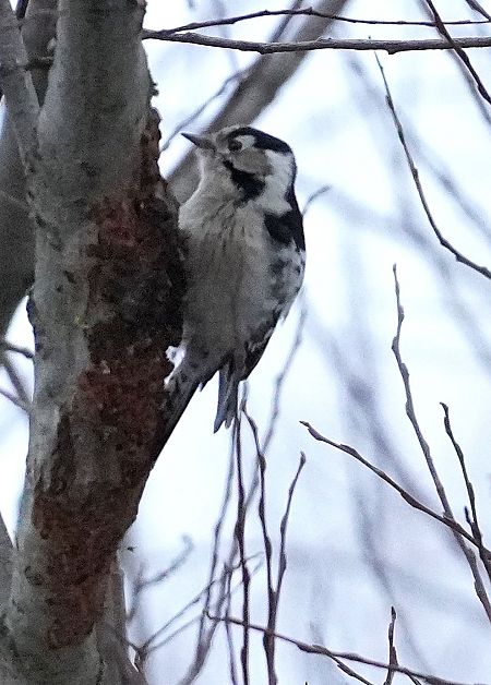Pic épeichette  - Andrzej Chwierut