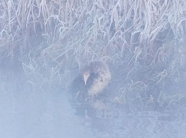 Zwergscharbe  - Andrzej Chwierut