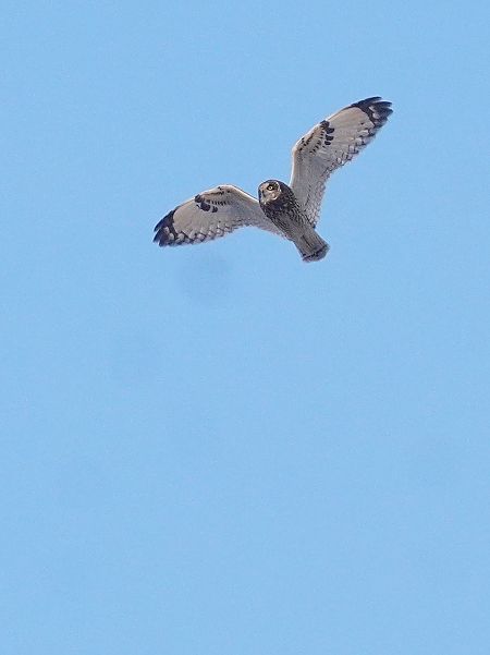 uszatka błotna  - Andrzej Chwierut