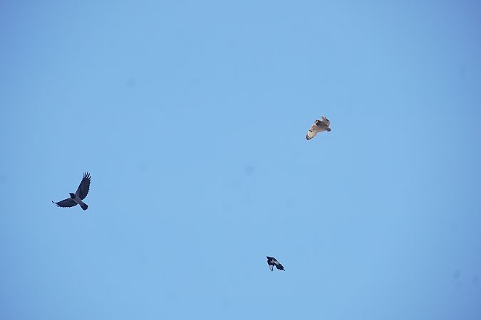 uszatka błotna  - Andrzej Chwierut