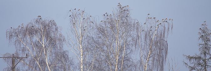 kwiczoł  - Andrzej Chwierut