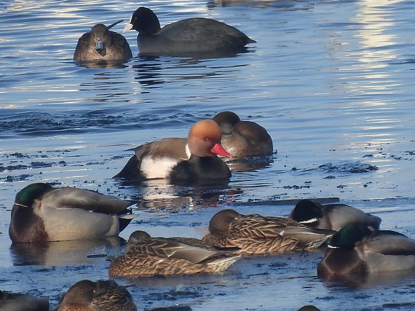 hełmiatka  - Ewa Buczak