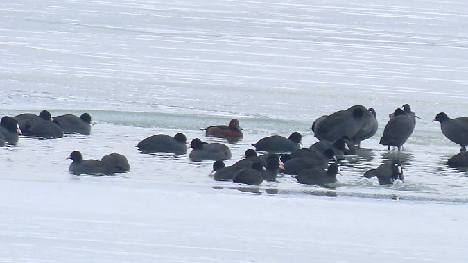 podgorzałka  - Marcin Galus
